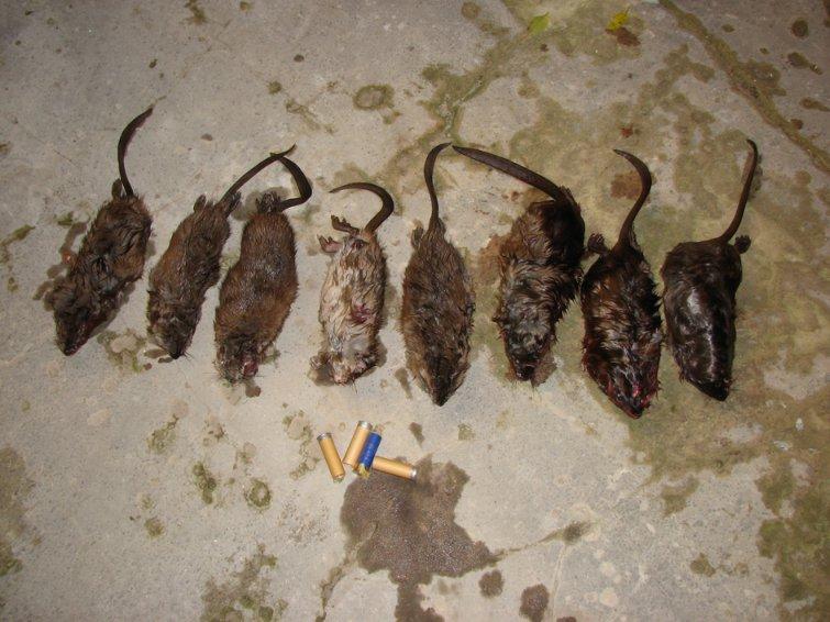 Охота на ондатру: с ружьем, капканами, мордушкой Охота на ондатру: с ружьем, капканами, мордушкой