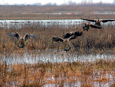 весна охота на гуся на болоте