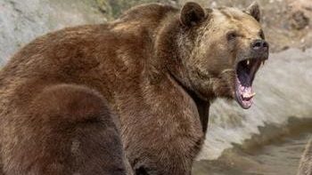 Охота на медведя на приваде