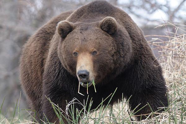Сроки охоты на бурого медведя. Охота на медведя: с подхода, на овсах и другие современные тактики