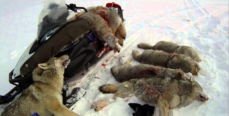 Убитые волки на охоте