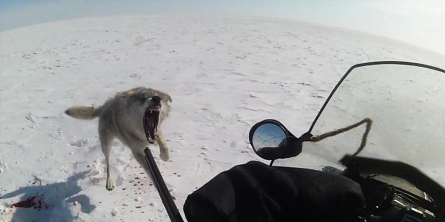 охота на волка на снегоходе
