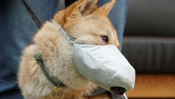 Болеют ли собаки коронавирусом