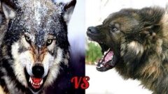 Какая собака может победить волка